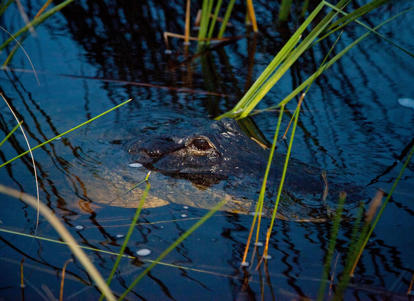 Everglades: 1-times aftentur i airboat