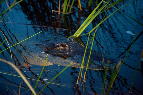 From Miami: Everglades Night Tour with Airboat Ride