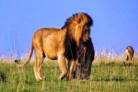 Nairobi: Safari de 3 dias em Samburu, Shaba e Buffalo Springs