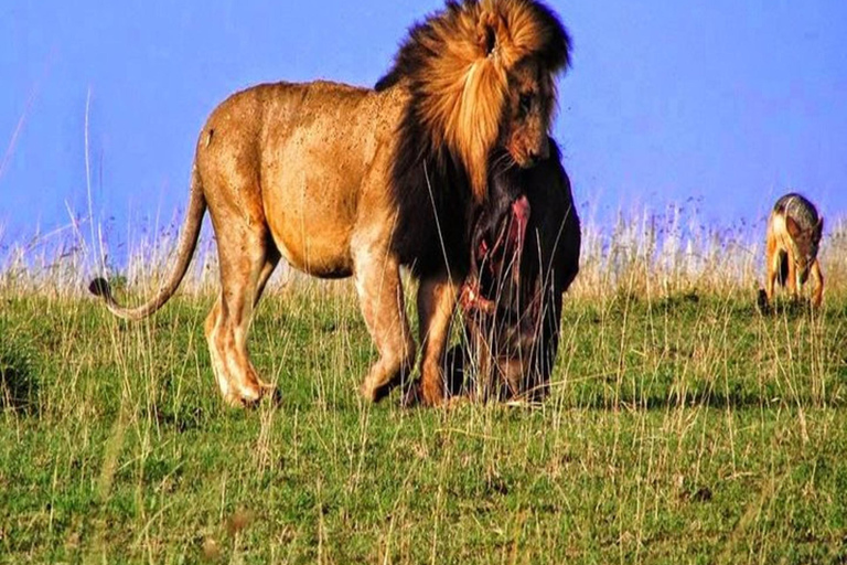 Nairobi: Safari de 3 dias em Samburu, Shaba e Buffalo Springs