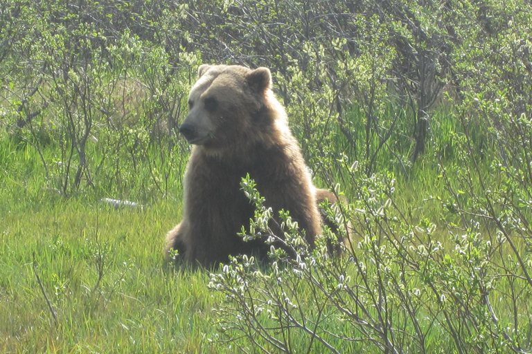 From Anchorage: Alaska Wildlife Center & Turnagain Arm Tour Year-Round Tour