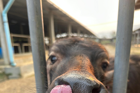 Luang Prabang: excursión a una granja y aventura con bufé de búfalo