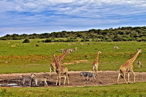 Lake Nakuru & Naivasha National Park Wildlife Highlights