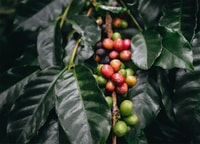 Descubre los secretos del Cafe, Cacao y Cascada en Minca - Housity