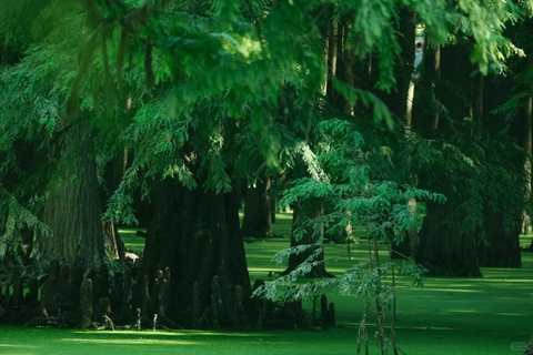 Hangzhou: Qingshan Lake(Matcha Lake) Water Forest Experience