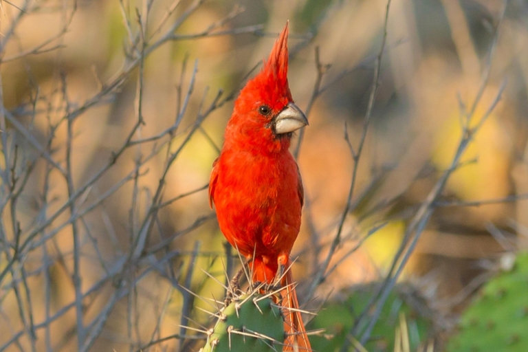 Vacaciones de observación de aves: Ruta de 6 días por Sierra Nevada y La Guajira