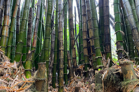 Excursion à El Yunque, rivière et toboggans aquatiques