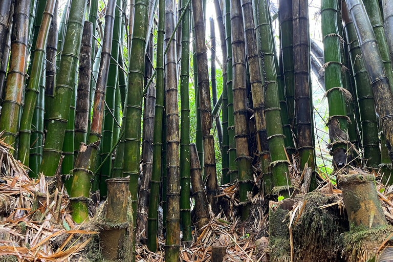 Excursion à El Yunque, rivière et toboggans aquatiques