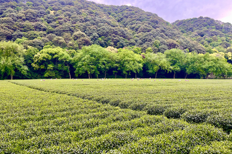 Hangzhou: UNESCO Tea Culture Experience – Hand Fry & Taste