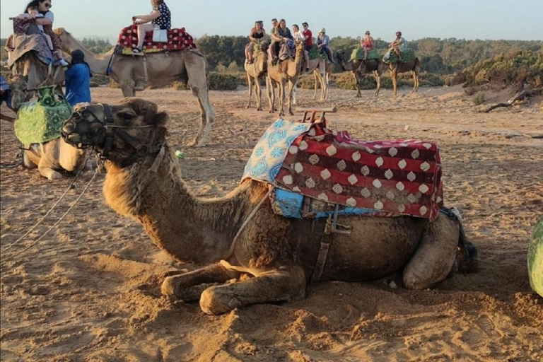 Agadir: Passeio de camelo com traslados do hotel