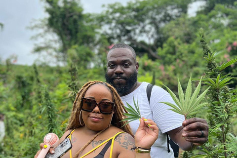 Marijuana Farm Tour From Falmouth/ Trelawny