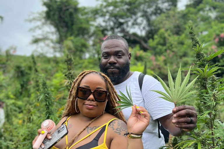 Marijuana Farm Tour From Montego Bay