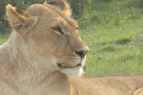 2-dniowe safari na słoniach w Amboseli