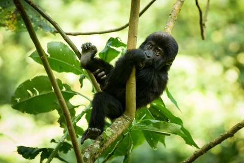 Tour di 1 giorno di trekking con i gorilla a Bwindi da Kigali