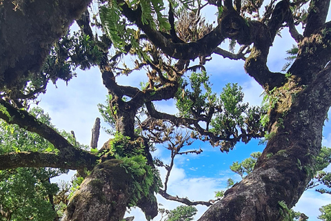 فونشال: جولة عائلية في جزيرة ماديراجولة عائلية في جزيرة ماديرا