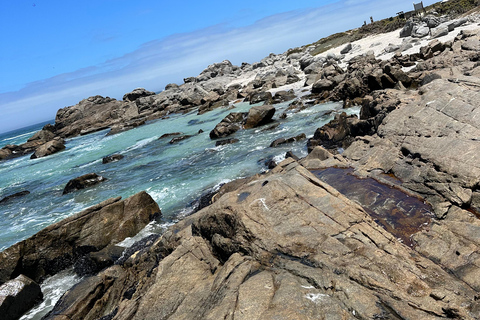 Ciudad del Cabo: Visita guiada de un día al Cabo de Buena Esperanza y los Pingüinos