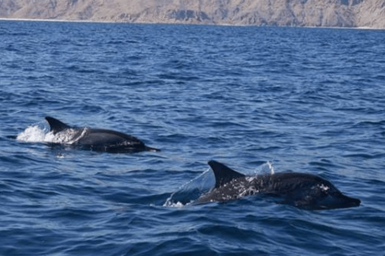 Dolfijnen kijken en snorkelen in Muscat