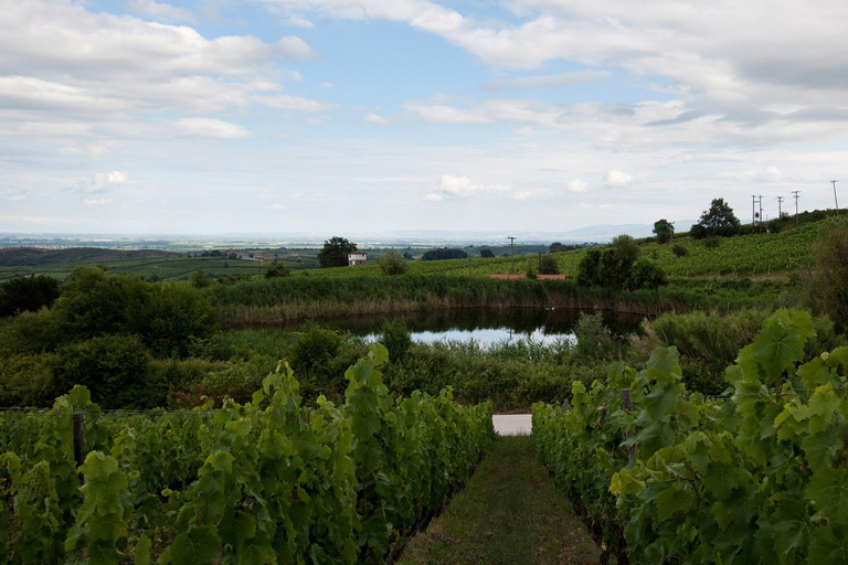 Saloniki: Naousa Wine Region Prywatna jednodniowa wycieczka