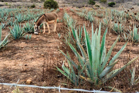 Oaxaca: Zapotec Wortels, Mezcal en Textiel Tour