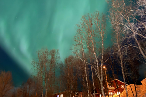 Tromsø: Snowshoe Tour in Coastal Nature Near the City