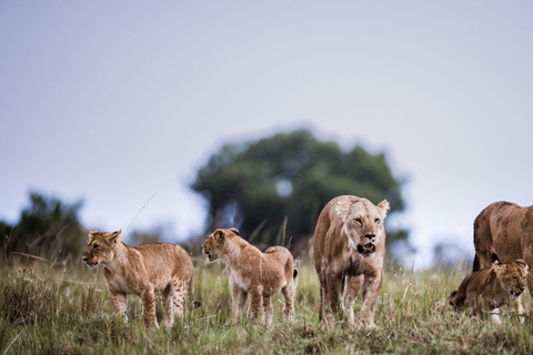 From Nairobi: 2 Days Maasai Mara Group Safari in 4WD Jeep 2 Days Maasai Mara Private safari