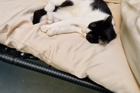 Atenas: visita a um café com gatos, com bebida e doceAtenas: Visita ao Cat Cafe com Drink and Sweet