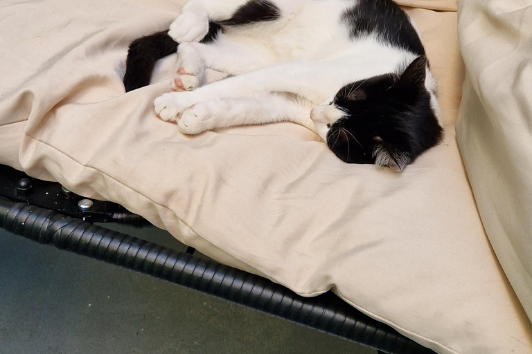 Atenas: visita a um café com gatos, com bebida e doceAtenas: Visita ao Cat Cafe com Drink and Sweet