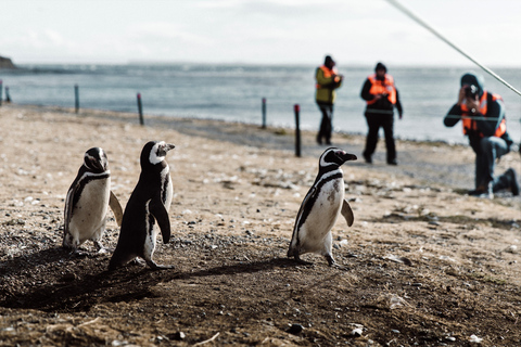 Punta Arenas : Promenade avec les pingouins sur les îles Magdalena et MartaVisite de Punta Arenas