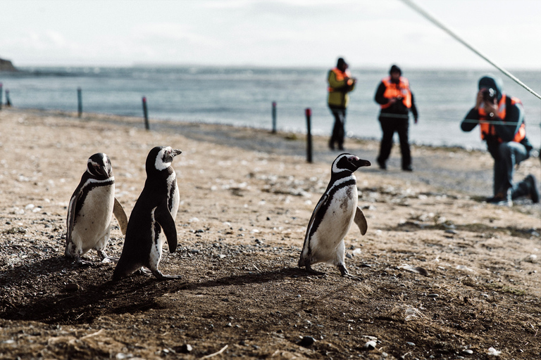 Punta Arenas: Walk with Penguins on Magdalena & Marta Island Tour from Punta Arenas