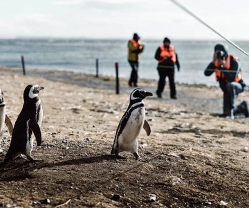 Punta Arenas: Walk with Penguins on Magdalena & Marta Island