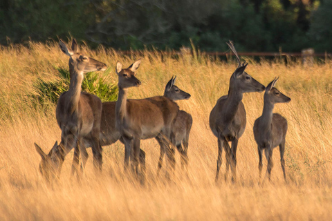 Doñana: 4x4 Trip and Exclusive Access to Coto del Rey Daily 4x4 visit to Doñana National Park
