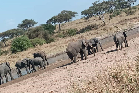 2 days tanzania safari from zanzibar