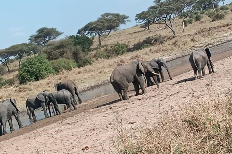 2 days tanzania safari from zanzibar