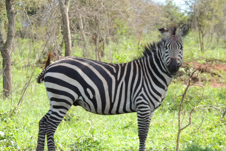From Entebbe: 3-Day Lake Mburo Safari with Boat Cruise