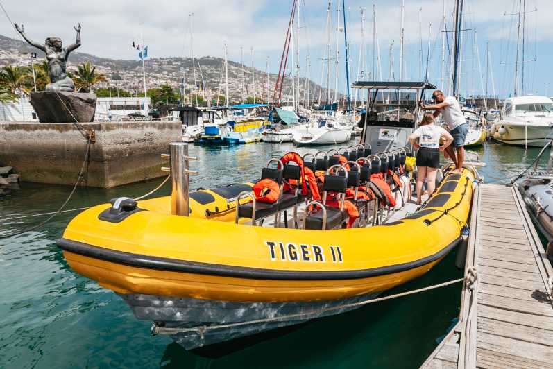 funchal dolphin tour