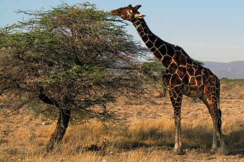 KENYA: AN EXCLUSIVE WILDLIFE EXPERIENCE WITH THE BIG 5&MORE