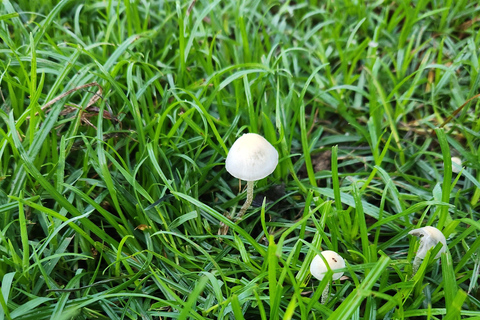 Die Gili Pilz Touren