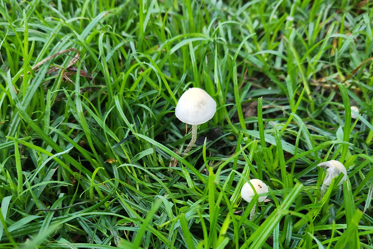 Die Gili Pilz Touren