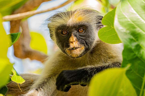 Zanzibar: Masingini Forest Hike and Herbal Healing Tour