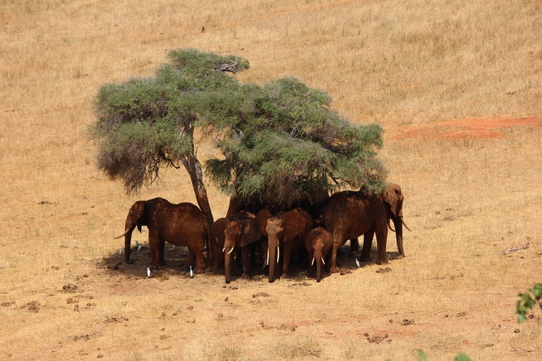 Vanuit Mombasa/Diani: 2 Dagen 1 Nacht Tsavo East Privé Safari