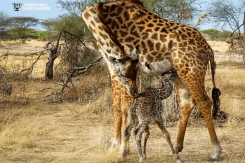 Kenia: 6 Tage Spirit of Kenya Tented Tour