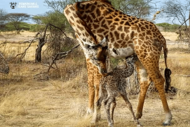 Kenia: 6 Tage Spirit of Kenya Tented Tour