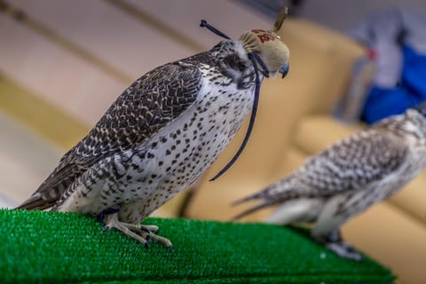 Abu Dhabi: Falcon Hospital Tour with Hotel Pickup & Drop-Off
