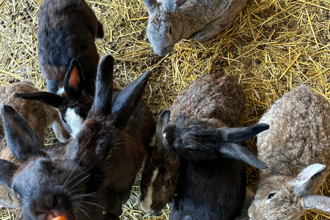 Gyeonggi: Alpaca & Sheep Ranch Admission Ticket in Gapyeong