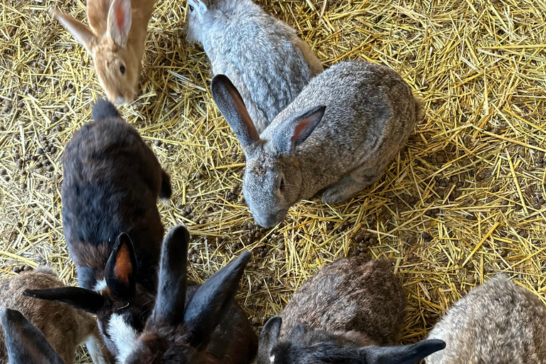 Gyeonggi: Alpaca & Sheep Ranch Admission Ticket in Gapyeong