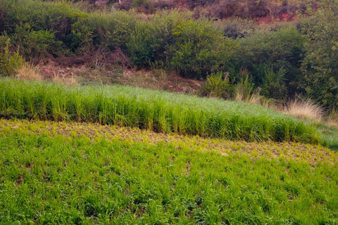 From Cusco: Sunset Llama Trek with Stargazing & Bonfire