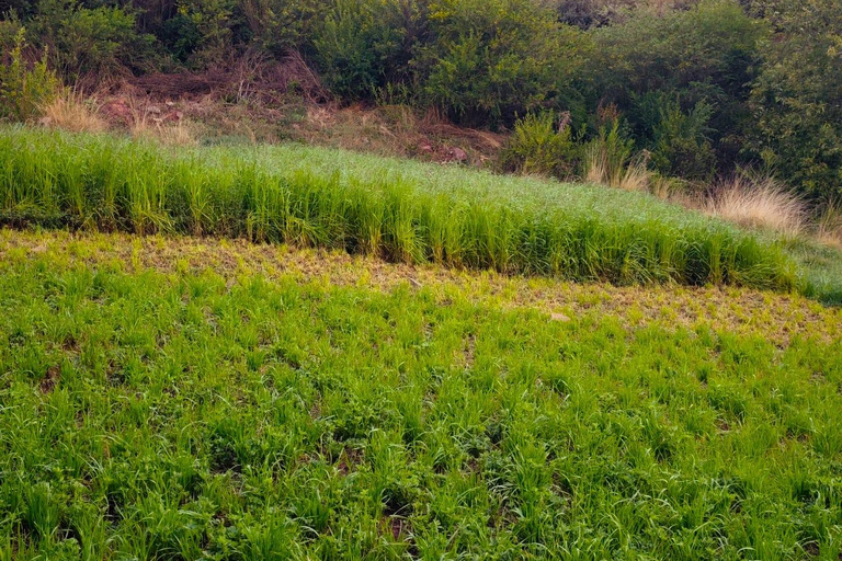 From Cusco: Sunset Llama Trek with Stargazing & Bonfire