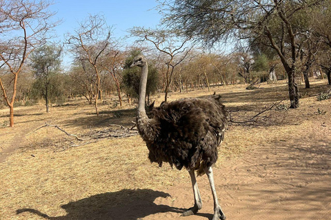 From Banjul: Discover the Fathala Wildlife Reserve From Senegal : Discover the Fathala Wildlife Reserve