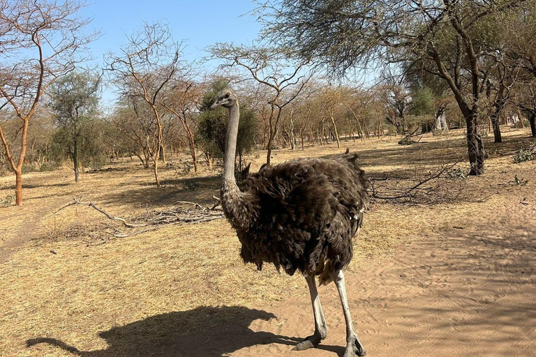 From Banjul: Discover the Fathala Wildlife Reserve From Senegal : Discover the Fathala Wildlife Reserve