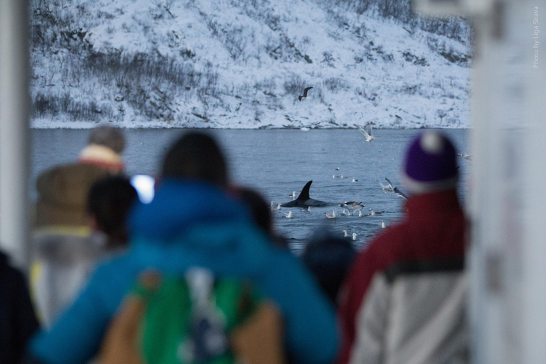 Desde Tromsø: Excursión nocturna de auroras boreales y avistamiento de ballenasDesde Tromsø: Excursión nocturna para ver auroras boreales y ballenas